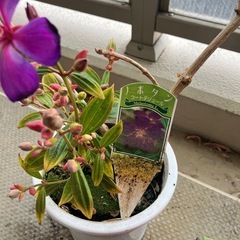 【3/22まで】植木の画像