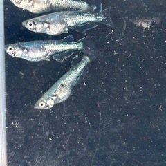 メダカ　レックウザ　2ペアの画像