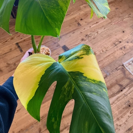 モンステラオーレア観葉植物