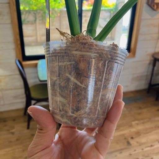 モンステラオーレア観葉植物