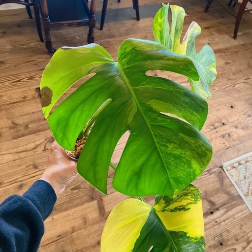モンステラオーレア観葉植物
