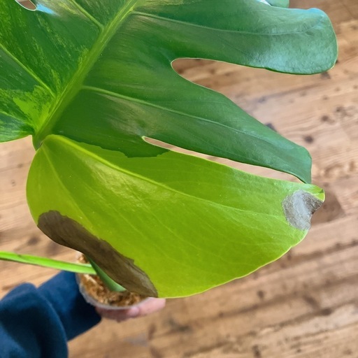 モンステラオーレア観葉植物