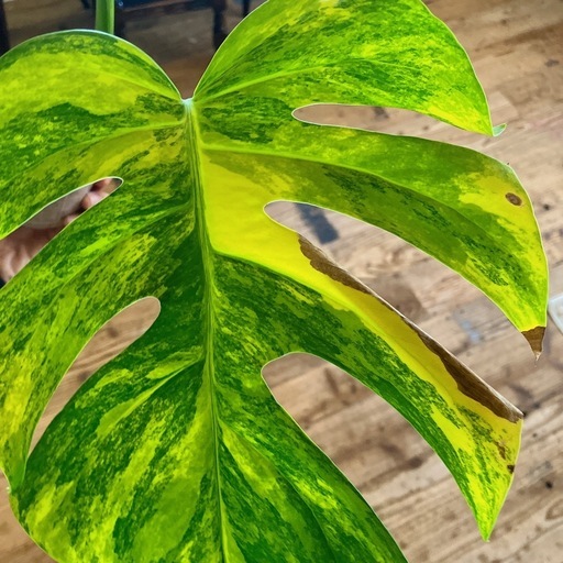 モンステラオーレア観葉植物