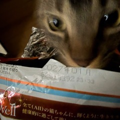 キャットフードの画像