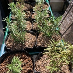 ローズマリー抜き苗の画像