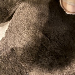 コストコ　ぬいぐるみ　くまの画像