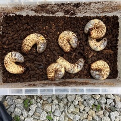 国産　カブトムシ　幼虫の画像