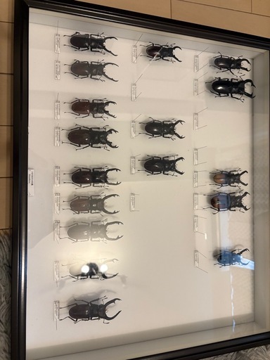 フタマタクワガタ属　標本　ドイツ箱