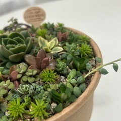 多肉植物　　寄せ植え　多肉丼の画像
