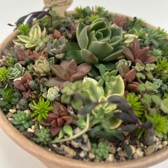 多肉植物　　寄せ植え　多肉丼の画像