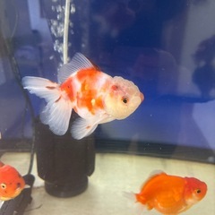 ショートテールオランダの画像