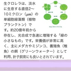 春💐生クロレラ50倍濃度２５０mlメダカ針子〜成魚☆ミジンコ.他.淡水魚全ての生物.魚類を育てる優れたプランクトン《投稿以外３日前予約受付🉑 》の画像