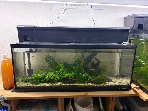 コトブキWIDE900水槽