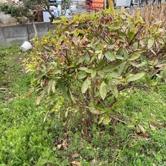 庭木あげますの画像