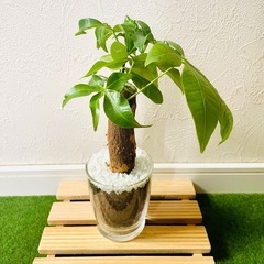 パキラ　観葉植物　ハイドロカルチャーの画像