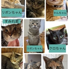3/15(日)可愛いニャンコ達が集まります