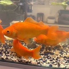 金魚　水槽の画像