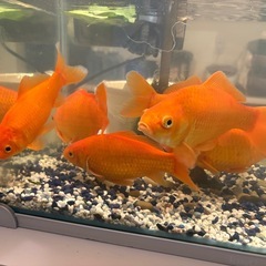 金魚　水槽の画像