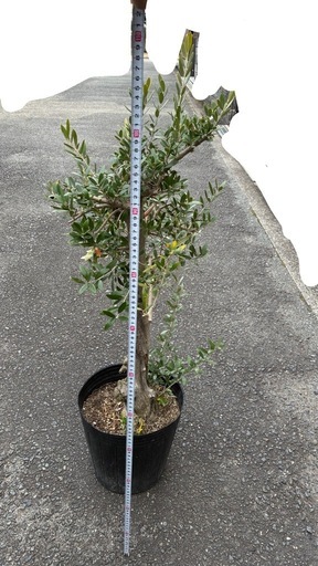 オリーブ古木　　高さ110cm