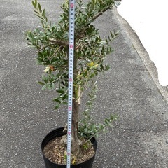 オリーブ古木　　高さ110cmの画像