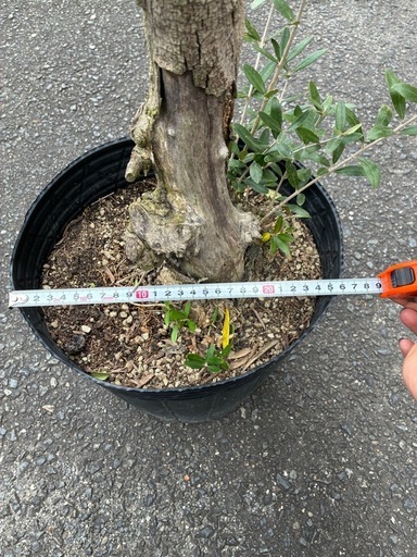 オリーブ古木　　高さ110cm