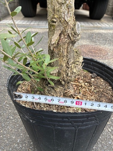 オリーブ古木　　高さ110cm