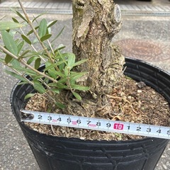 オリーブ古木　　高さ110cmの画像