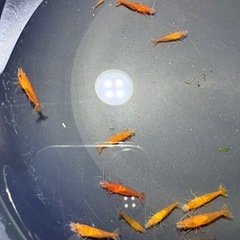 割引きあり!!オレンジチェリーシュリンプ 15匹＋数匹  取りに来て頂けると500円引きの画像