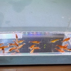 割引きあり!!オレンジチェリーシュリンプ 15匹＋数匹  取りに来て頂けると500円引きの画像