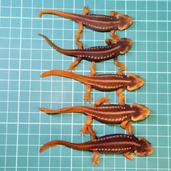 その10 アメイロイボイモリ　幼体3匹セット　訳あり 2025年自家繁殖個体の画像