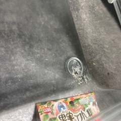 ハムスター　グラスハーモニー　600 家の画像