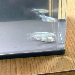 ドラゴンブルーの画像