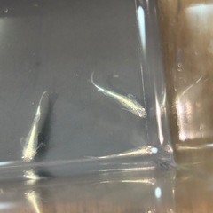 ドラゴンブルーの画像