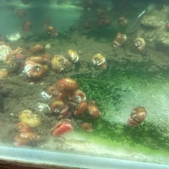 レッドラムズホーンの画像