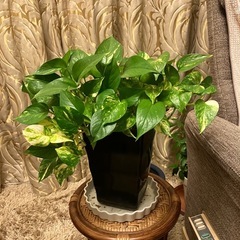 無料　元気なポトス、差し上げます。　の画像