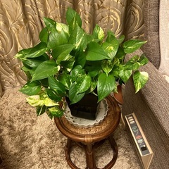 無料　元気なポトス、差し上げます。　の画像