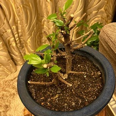 無料の元気な赤いハイビスカスの画像