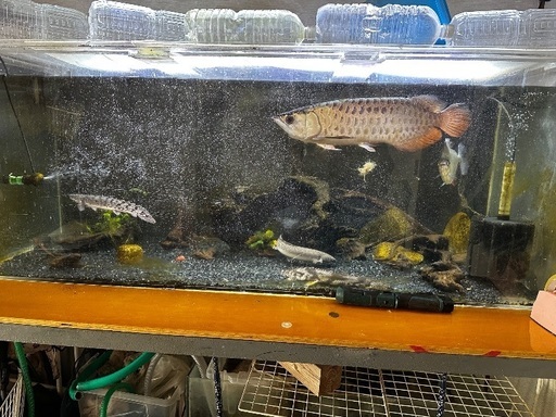 熱帯魚