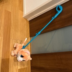 お散歩ねこちゃんの画像