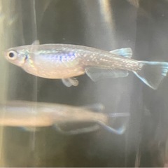 掛け合わせメダカ12匹の画像