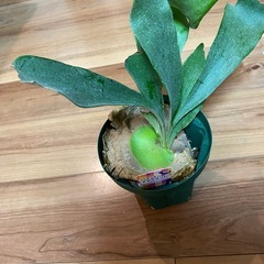 無料　観葉植物　セットの画像