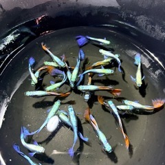 割引きあり!!ミックスグッピー4ペア(8匹) 取りに来て頂ける方は500円引きの画像