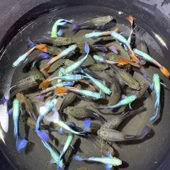 割引きあり!!ミックスグッピー4ペア(8匹) 取りに来て頂ける方は500円引きの画像