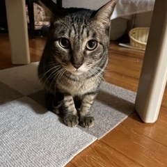 ふれあい保護猫譲渡会 - 熊本市