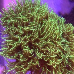 スターポリプ　メタリックグリーン　フラグサンゴ
の画像
