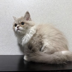 🍀 食欲旺盛なもふもふラガマフィンの男の子☁️‼️✨️