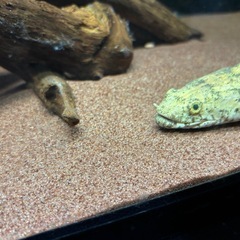 ガーネットサンド　10kg以上　熱帯魚　水槽　底砂　床材　アロワナ　エンドリケリー　古代魚　鑑賞の画像