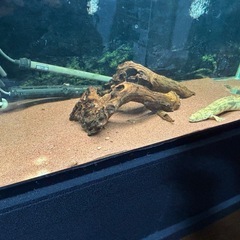 ガーネットサンド　10kg以上　熱帯魚　水槽　底砂　床材　アロワナ　エンドリケリー　古代魚　鑑賞の画像