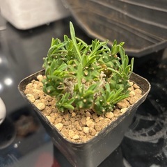 丸くて可愛いユーフォルビア峨眉山の画像