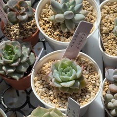 多肉植物　色々セットの画像